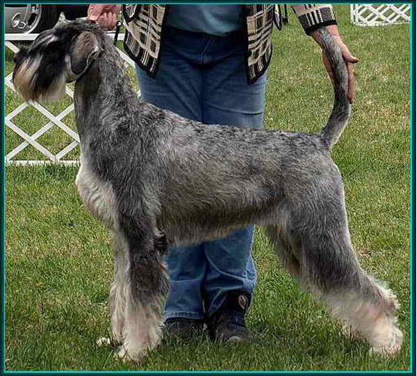 Schnauzer - Óriás Schnauzer Szukák IntCH.WCh.Siver Senator Rhea 0
